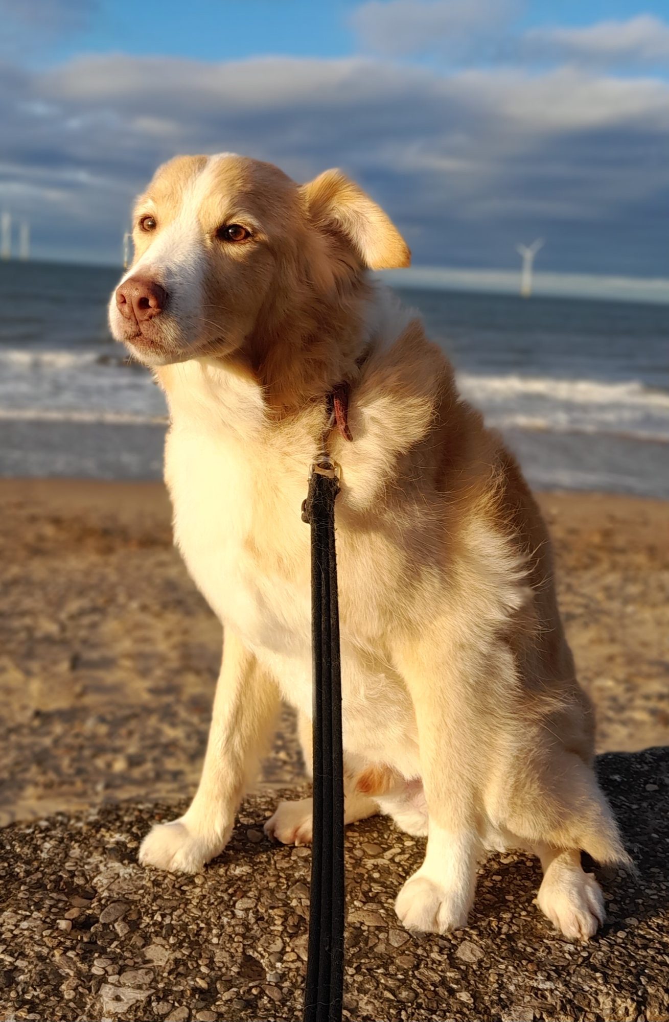 A golden dog sitting on the beach at sunset with wind turbines on the horizon