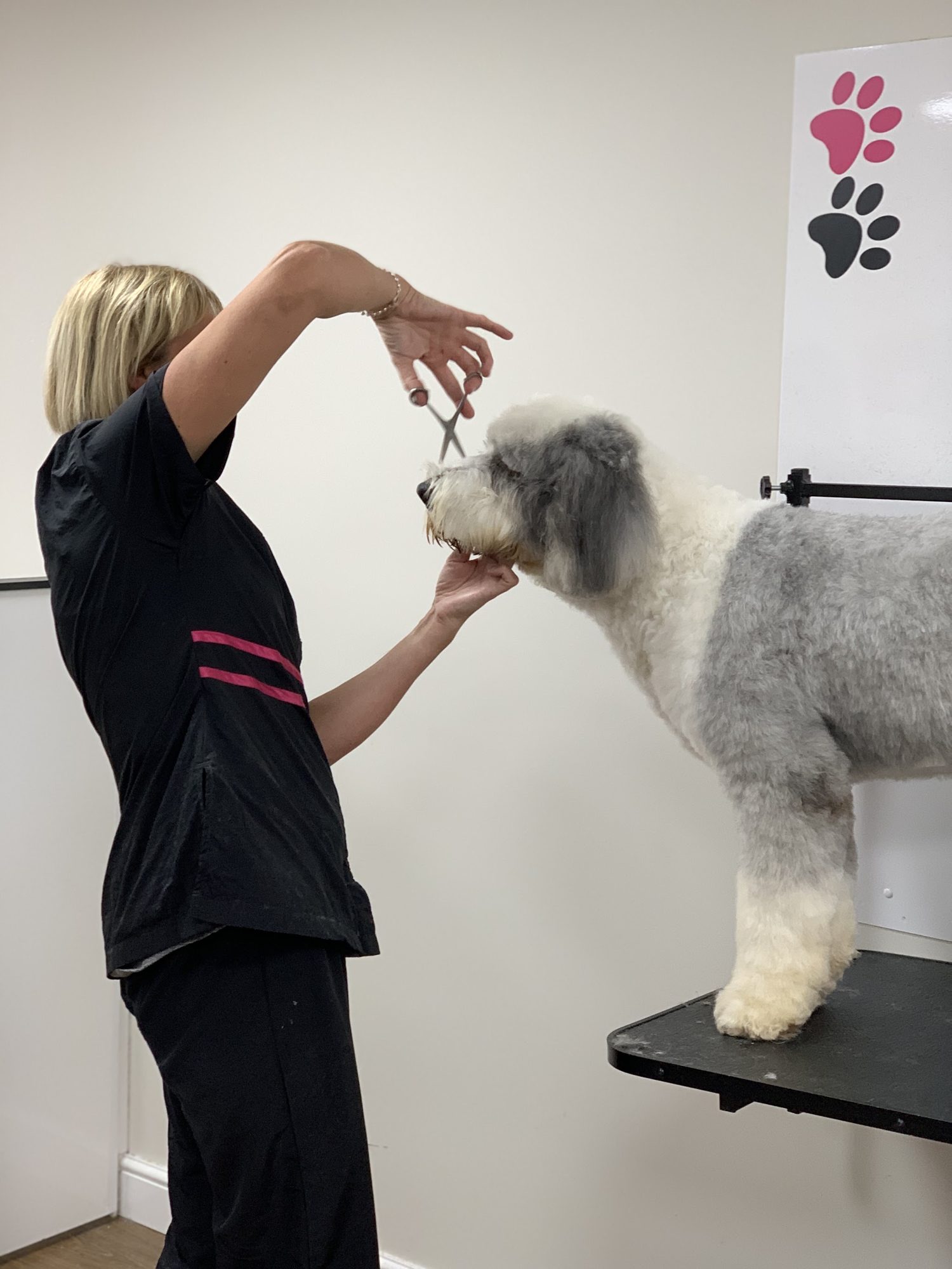Nicola trimming an Old English sheepdog with scissors on the grooming table, in the white salon with pink paw prints on the wall