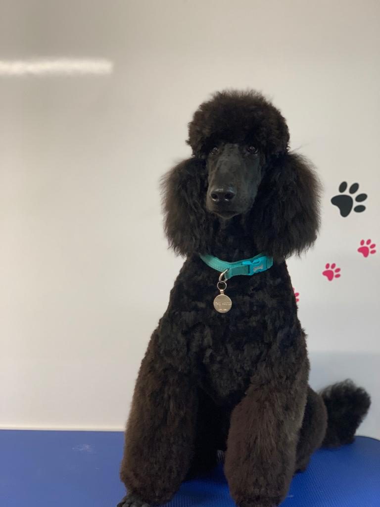 A groomed black poodle in a teal collar on the blue table