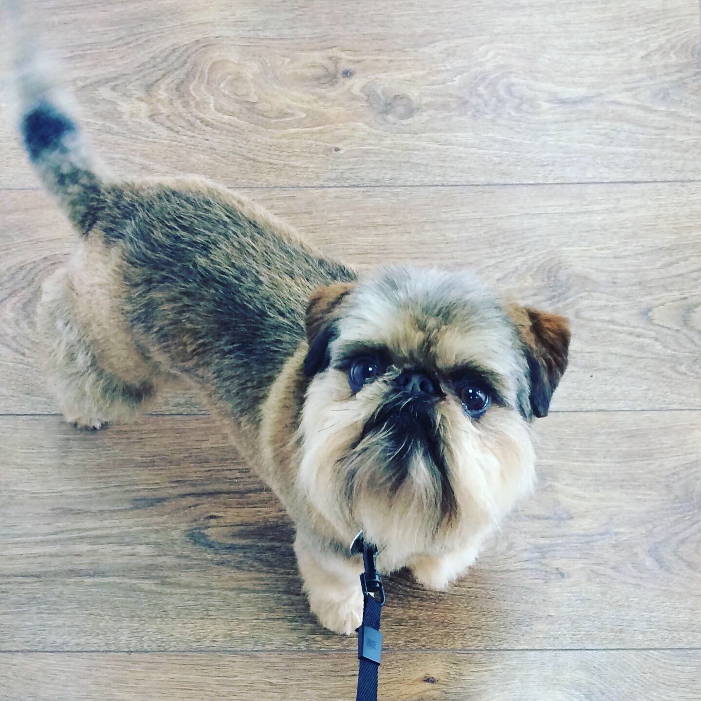 A scruffy shih tzu cross looking up from a wooden floor