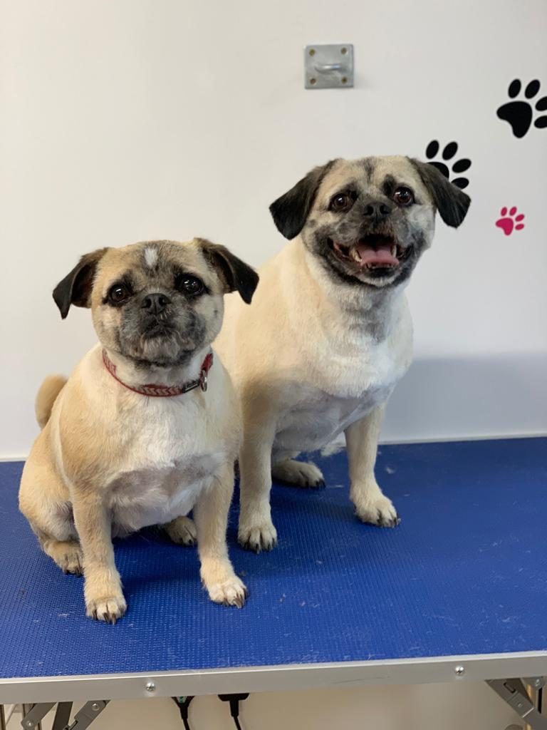 Two pugs sitting side by side on the blue grooming table