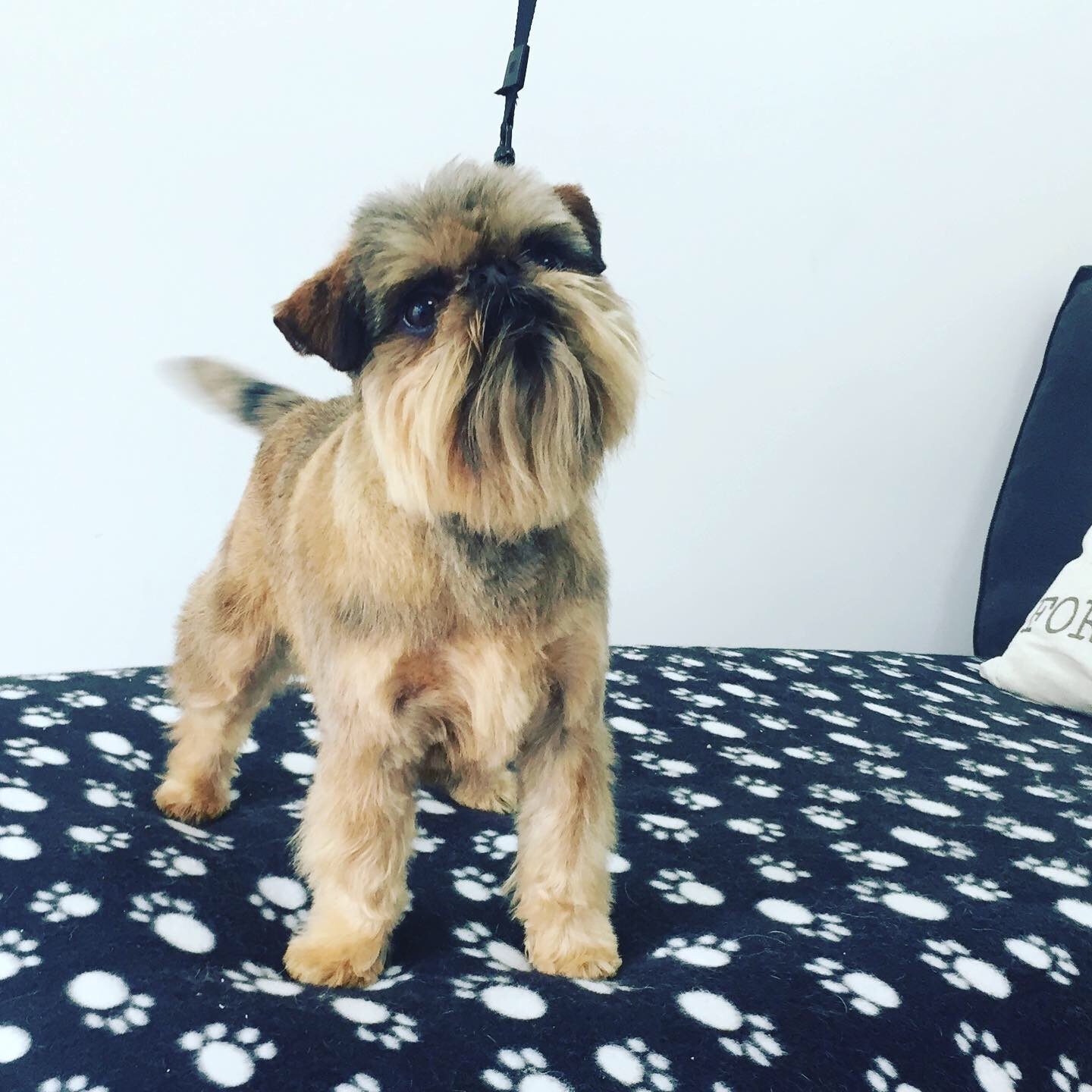 A freshly groomed griffon standing on a paw-print bed
