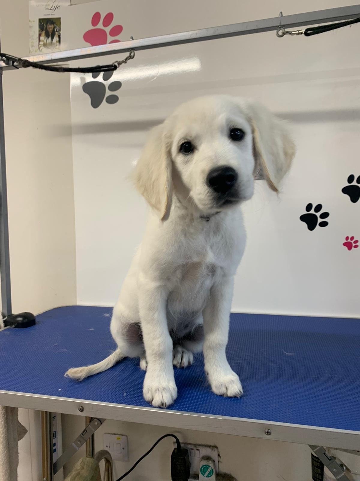 A white retriever puppy sitting on the grooming table